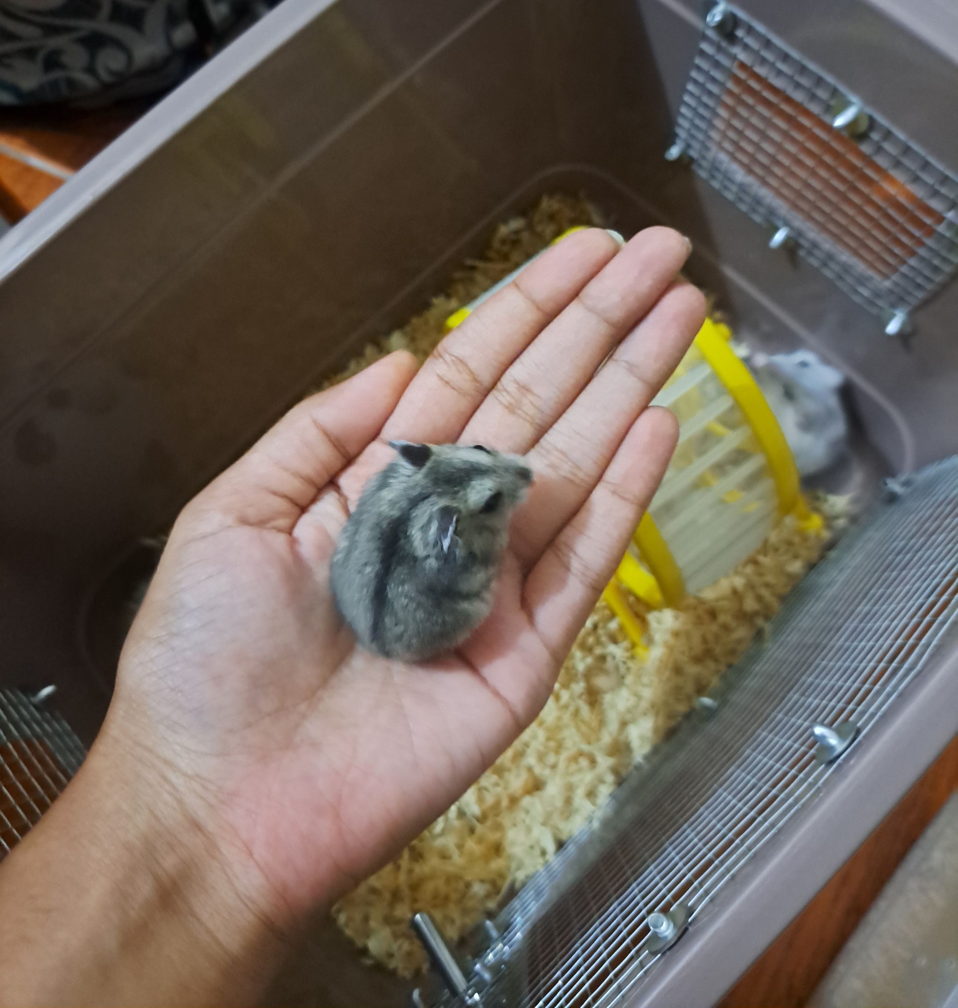 Negha AS