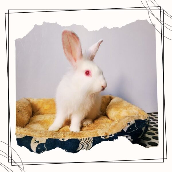 Bun bun the rabbit