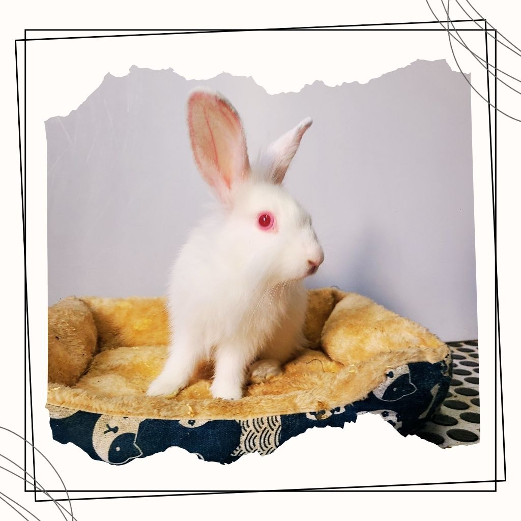 Bun bun the rabbit