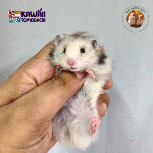 Snowie