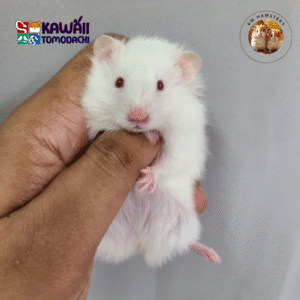 Snow White