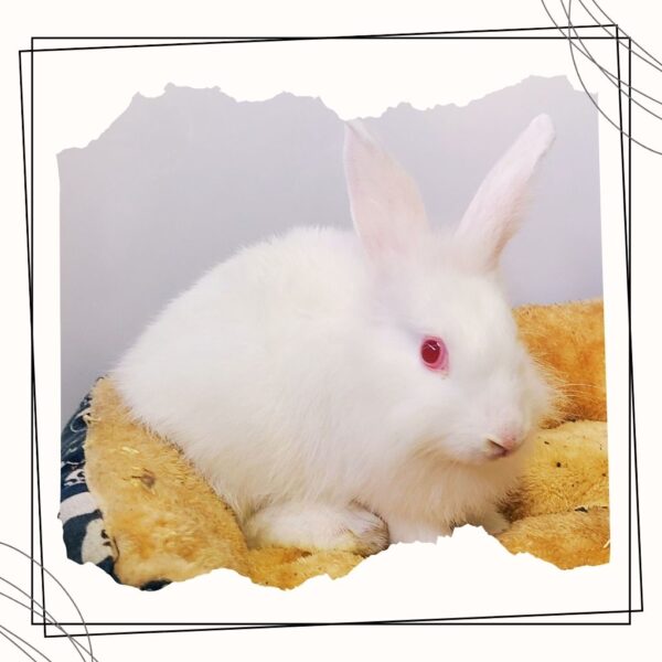 Bunbun - Image 2
