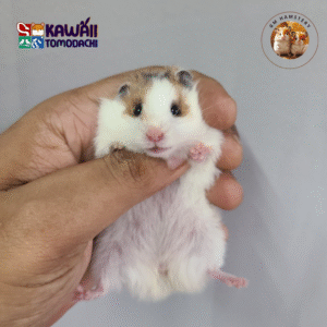 Cukie