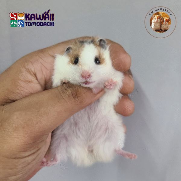 Cukie