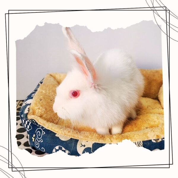 Bunbun - Image 3