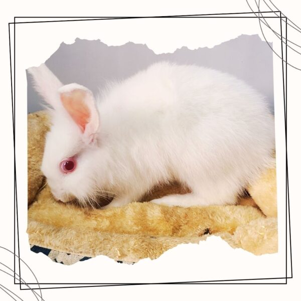 Bunbun - Image 4