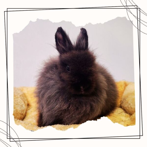 Devorah the Rabbit