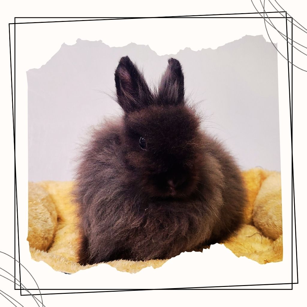 Devorah the Rabbit