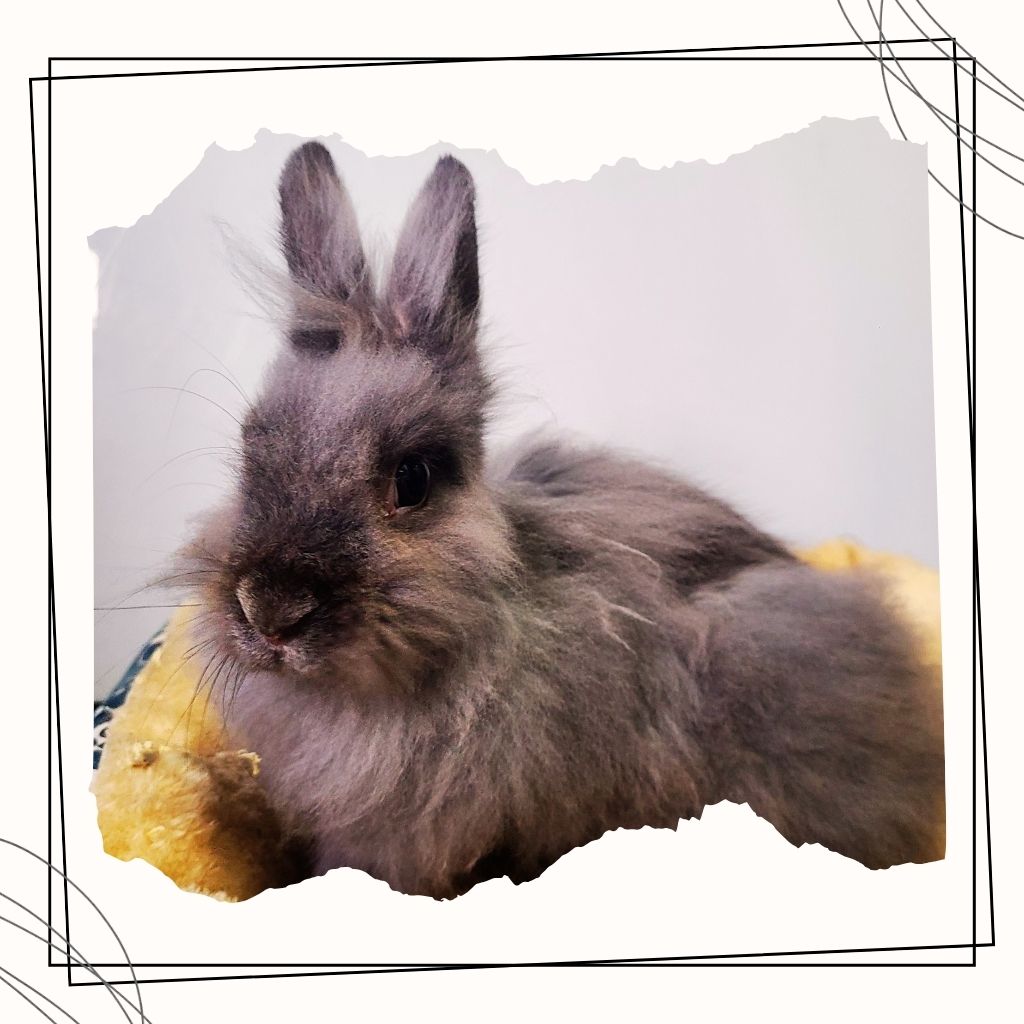Azul the rabbit