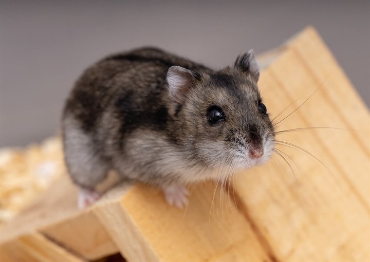 Winterwhite dwarf hamster