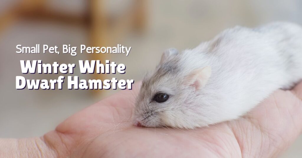 Winter white dwarf hamster