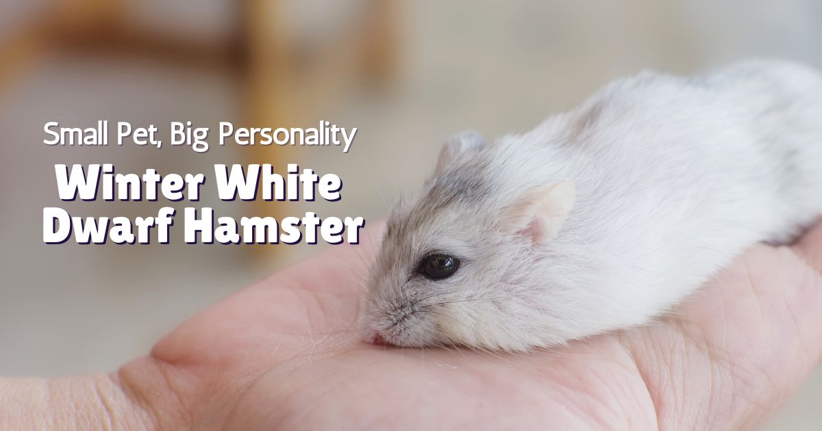 Winter white dwarf hamster