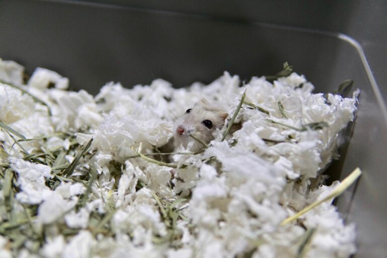 hamster bedding