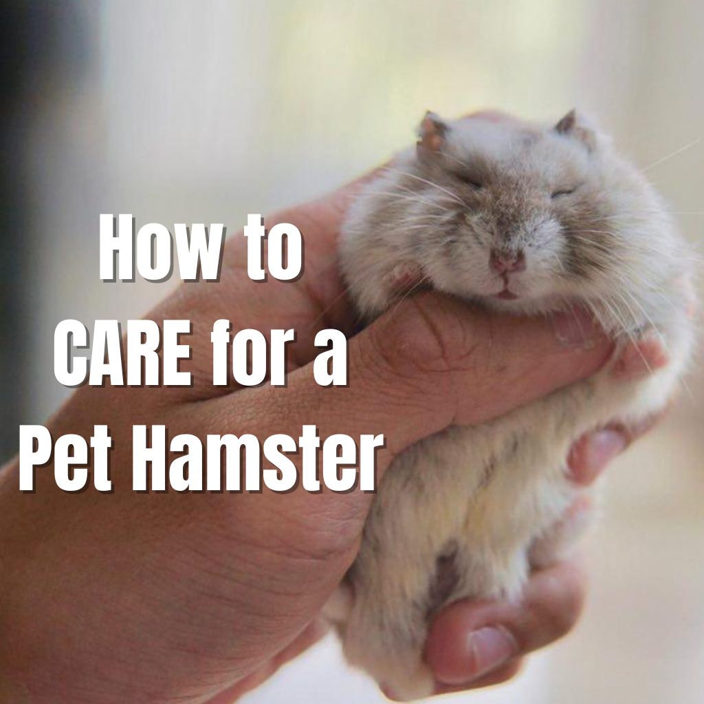 How to care for a pet hamster
