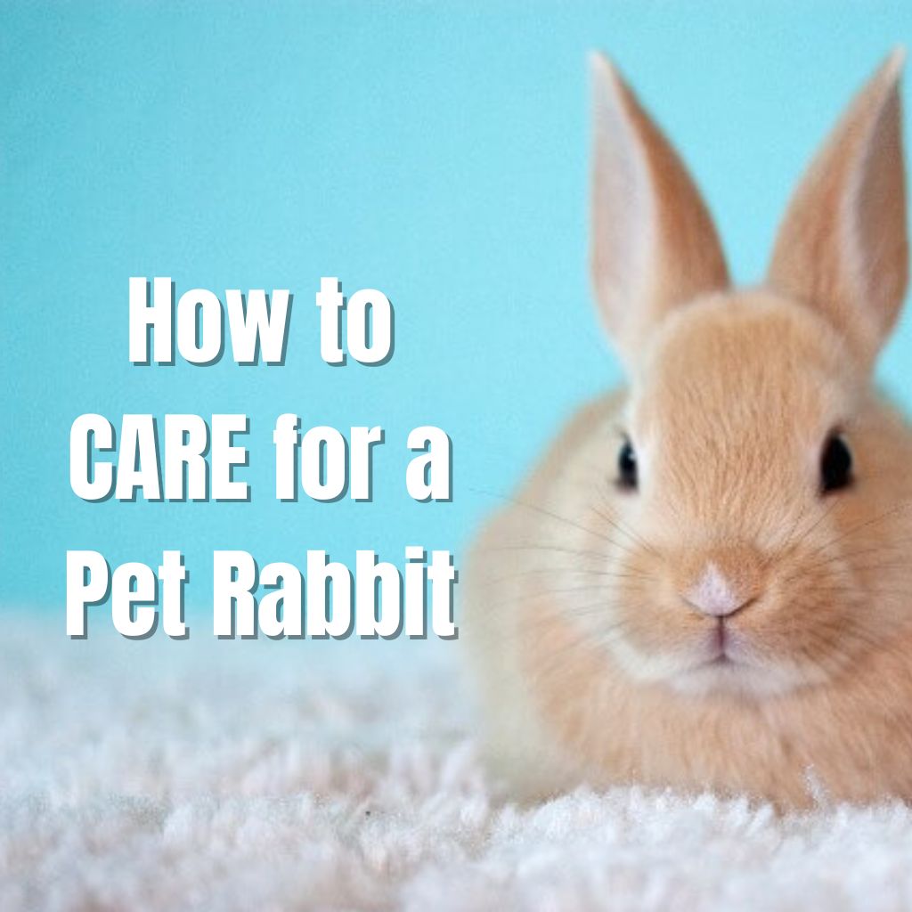 Rabbits for sale