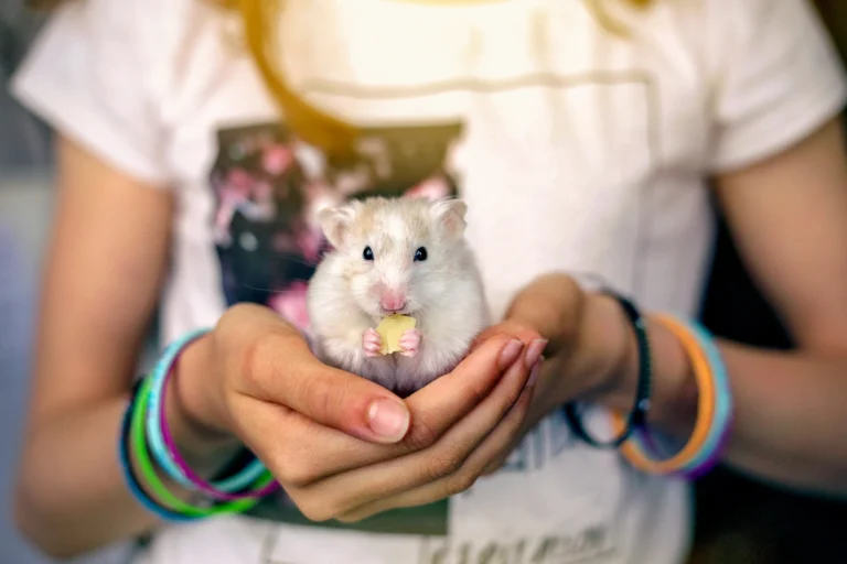 Hamster Care 101 How to hold a hamster