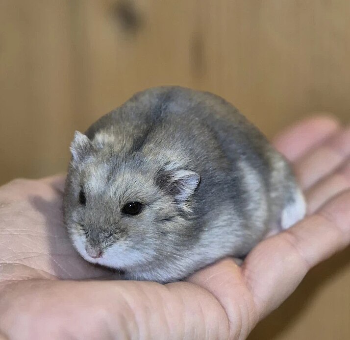 Sapphire Coloration Winterwhite
