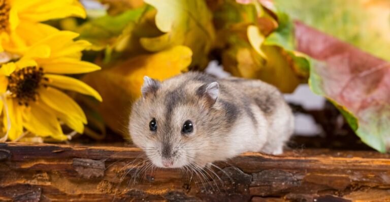 Winterwhite Dwarf Hamster