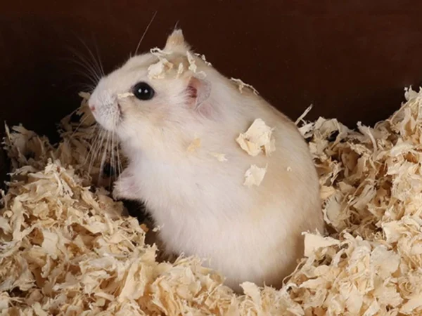 Winterwhite Hamster Bundle with Bigger Plastic Cage & Bedding - Image 3