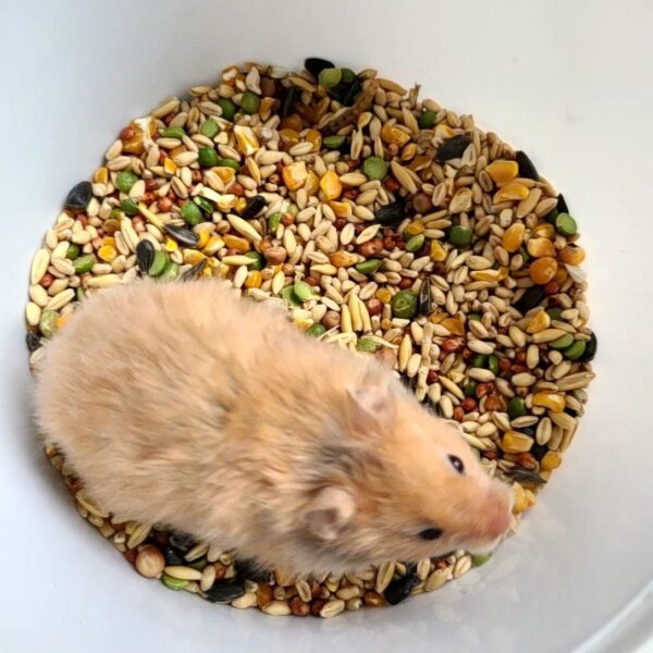 Honey - Image 2