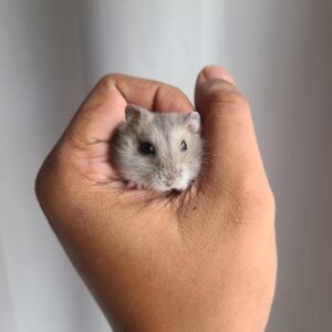 Winterwhite dwarf hamster for sale
