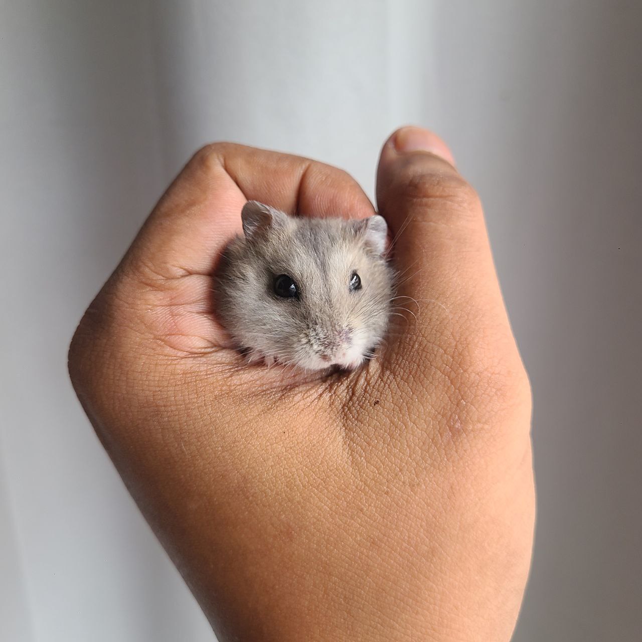 Winterwhite dwarf hamster for sale