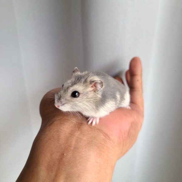 Binoo - Image 2