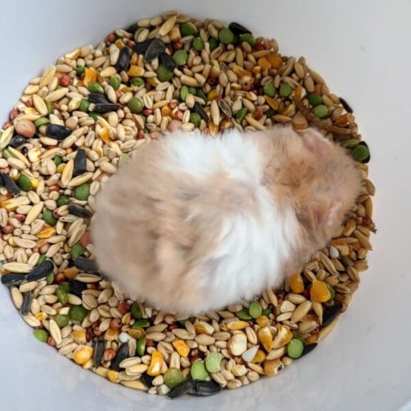 Whippy - Image 3