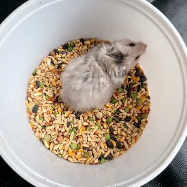 Snowie - Image 2