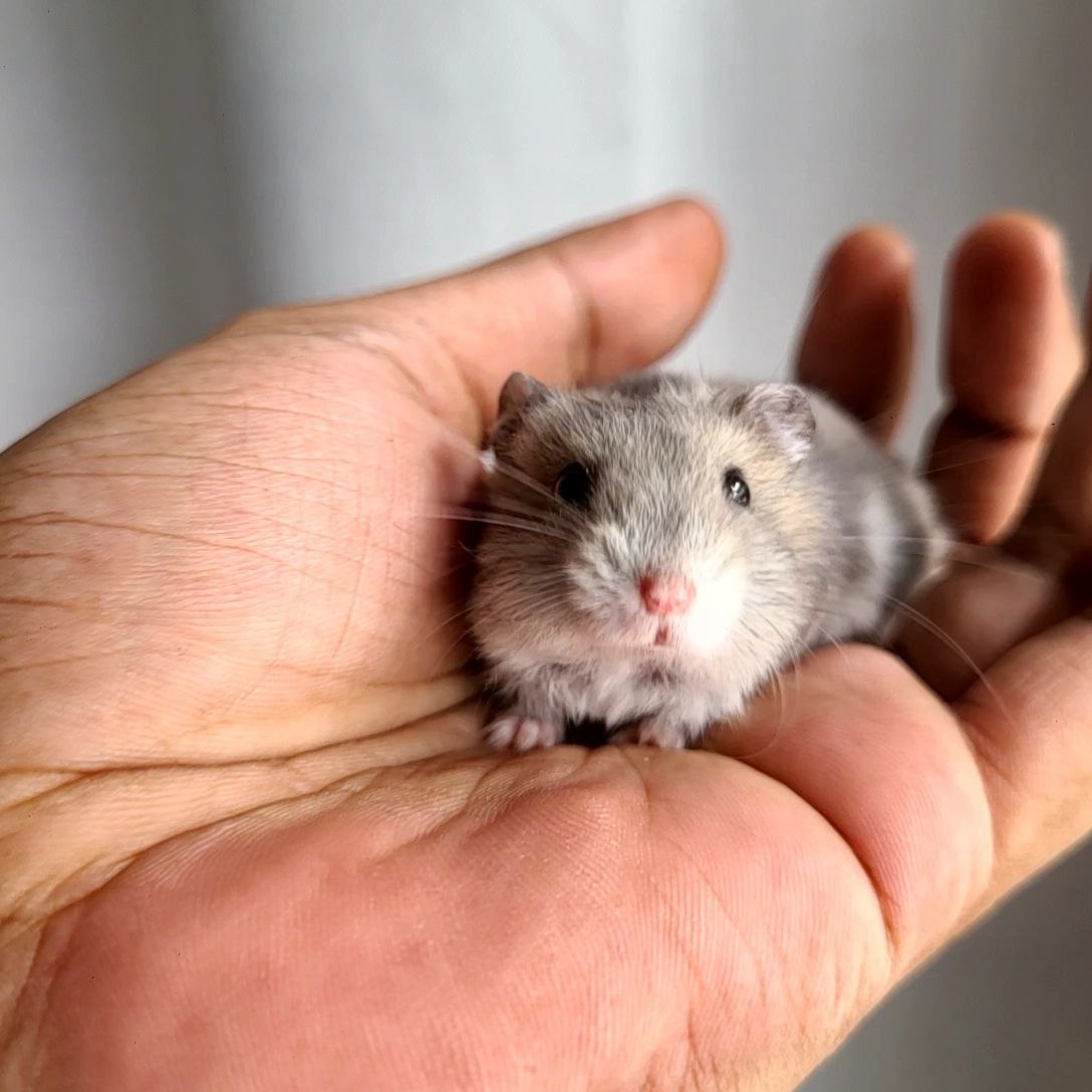 Bino Winterwhite dwarf for sale