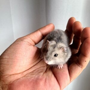Winterwhite dwarf hamster binggo for sale