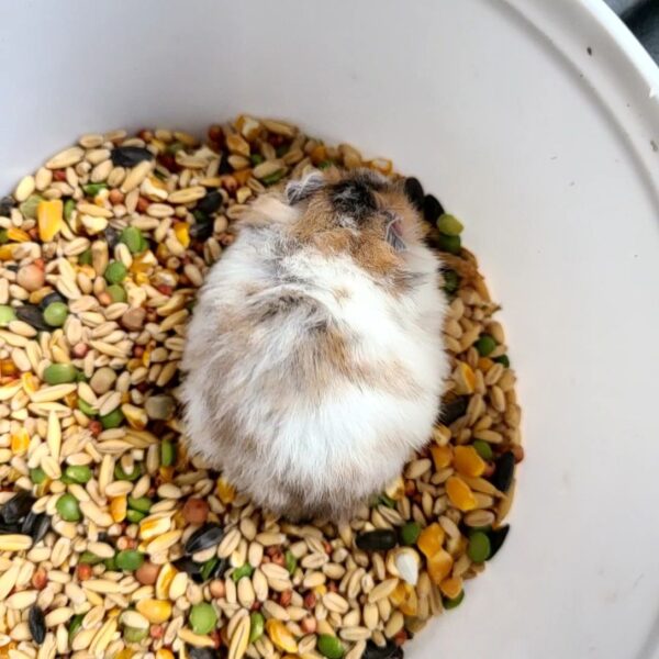 Cukie - Image 2