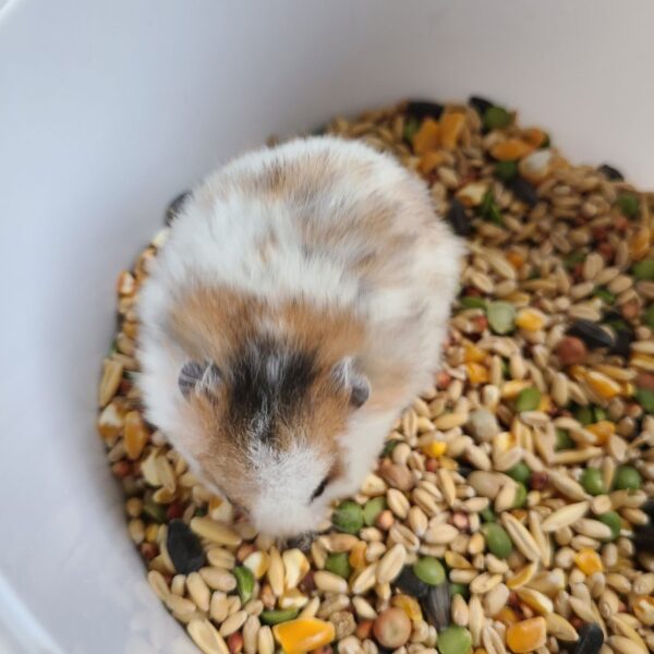 Cukie - Image 3