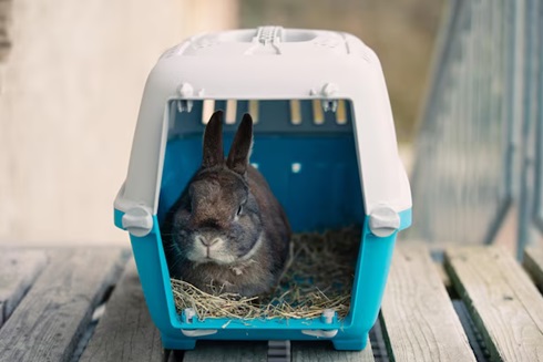 Rabbit Pet Transpo