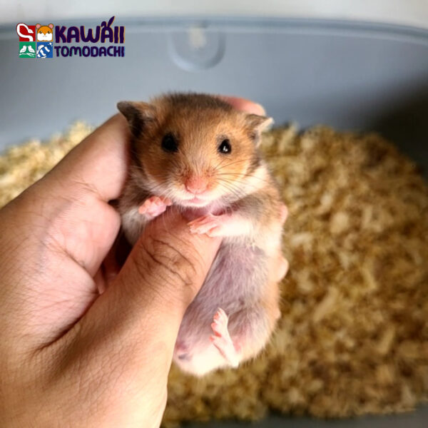 Mixie