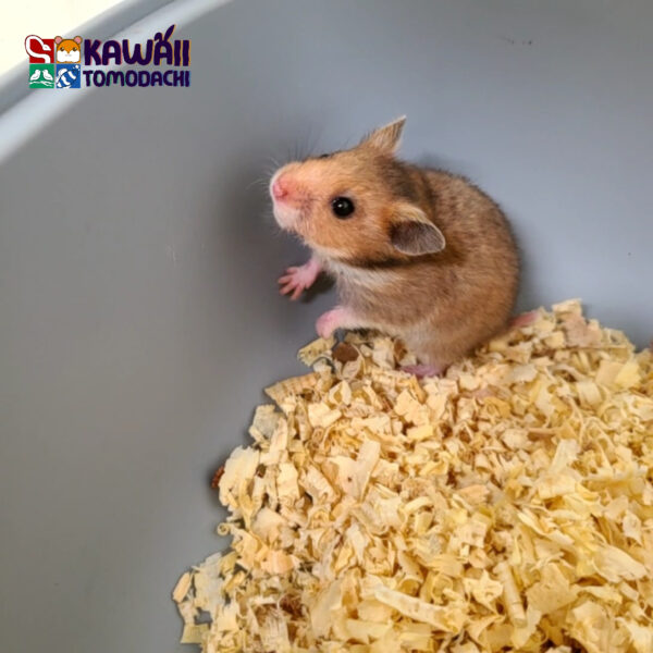 Mirio - Image 4