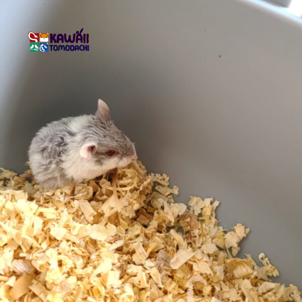Domino - Image 2