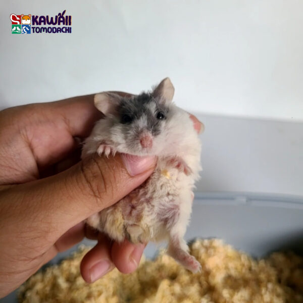 Pixel