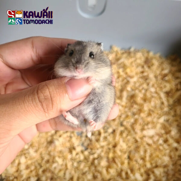 Miyuki
