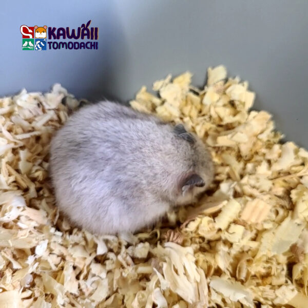 Pixee - Image 3