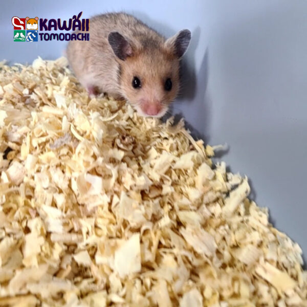 Mixie - Image 4