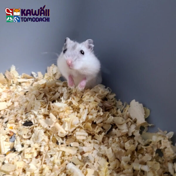 Timmy - Image 4