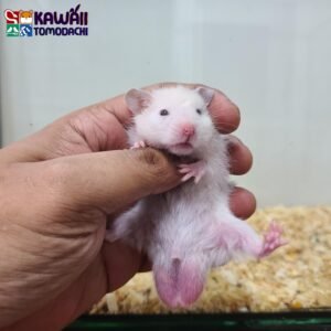Syrian Hamster
