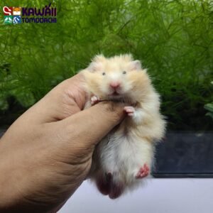 Syrian Hamster