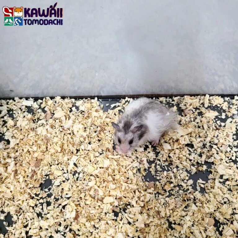 838e0810-775a-4766-894e-9f0ef1a706ef