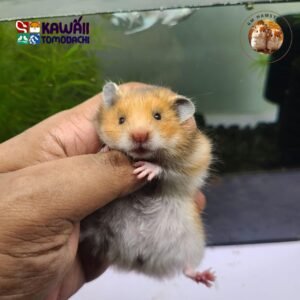 Syrian Hamster