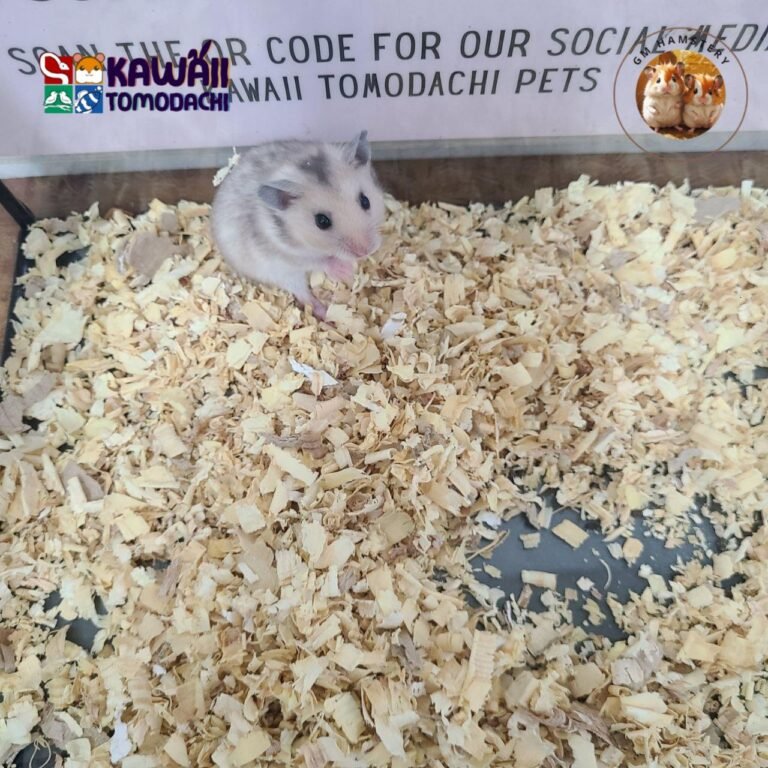 photo_4_2025-10-13_18-23-07