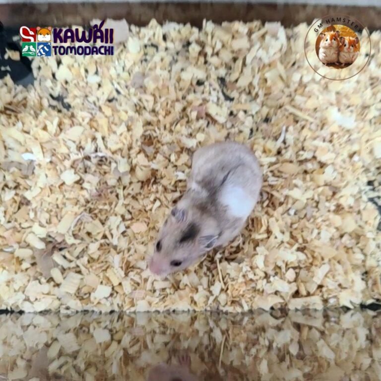 photo_6_2025-10-13_18-26-08