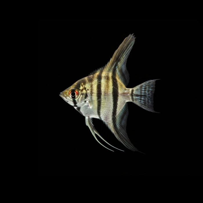 Angel Fish