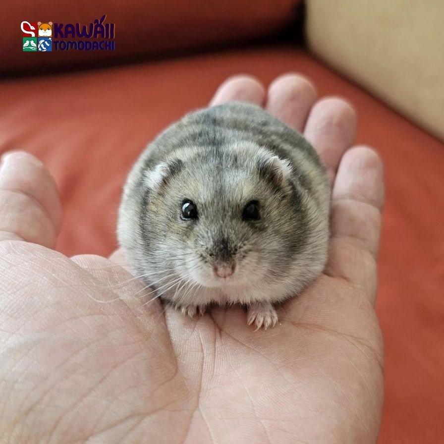 Winter white dwarf hamster agouti